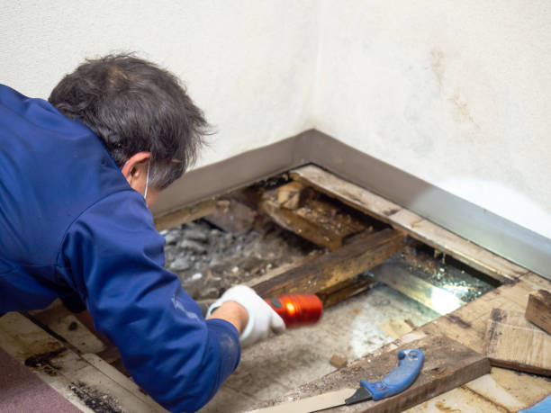 Best Mold Remediation  in Fayetteville, AL