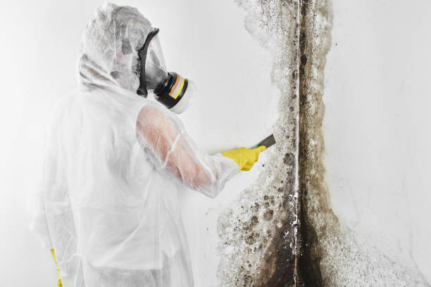 Office Mold Removal Services in Fayetteville, AL