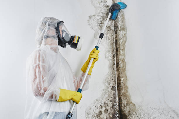Best Commercial Mold Removal  in Fayetteville, AL