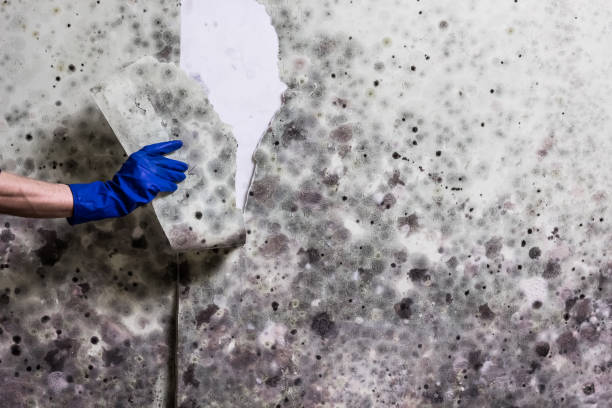  Fayetteville, AL Mold Removal Pros