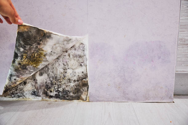 Mold Removal and Inspection in Fayetteville, AL